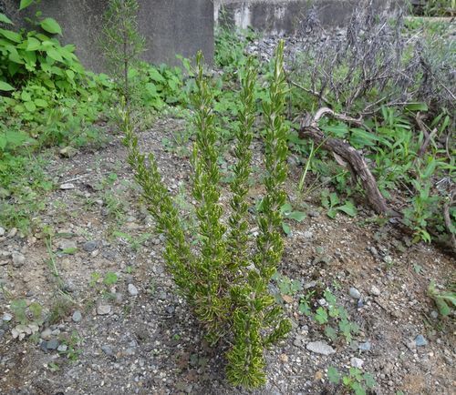 DSC07582.JPG